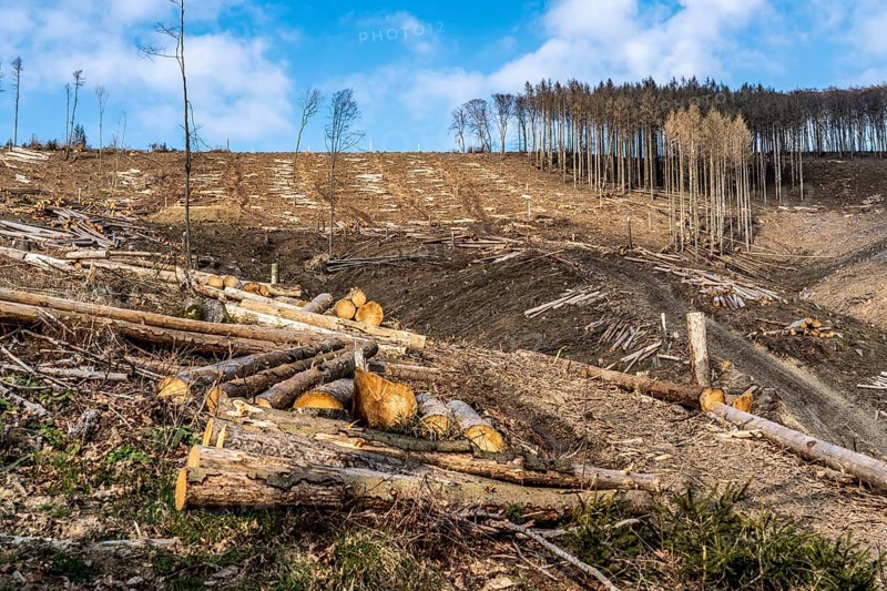 Cleared forest area north of the village of Öventrop, district of Arnsberg, dead spruce stands were felled, dead trees due to bark beetle infestation, Arnsberg Forest, North Rhine-Westphalia, Germany, Europe