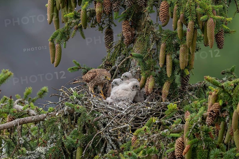 Common kestrel (Falco tinnunculus), female adult bird feeding young birds not yet ready to fly in the nest, Rhineland-Palatinate, Germany, Europe