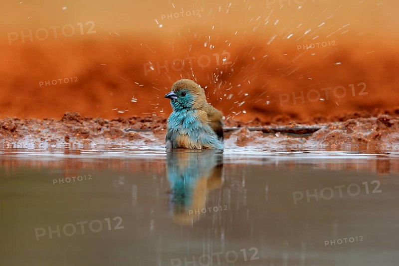 Angolan butterfly finch (Uraeginthus angolensis), blue-eared butterfly finch, adult, at the water, bathing, Kruger National Park, Kruger National Park, Krugerpark, South Africa, Africa