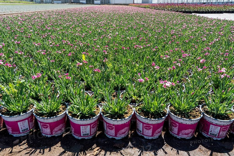 Horticultural business, greenhouse and open-air, various types of potted plants are grown here to be sold in flower shops, supermarkets, DIY stores, garden centres, North Rhine-Westphalia, Germany, Europe
