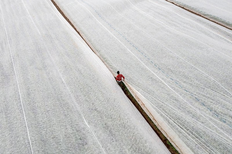 Potato field, fleece cover is removed, the fleece is intended to protect against weather influences, pests, hailstorms in spring and supports growth at low temperatures, here early potatoes, 6 weeks after planting, a good 3 weeks until harvest, North Rhine-Westphalia, Germany, Europe