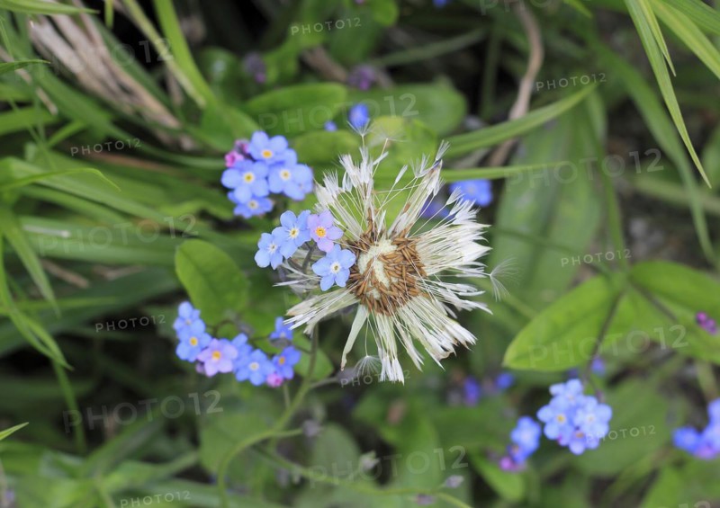 Faded common dandelion (Taraxacum officinale) and forget-me-not (Myosotis sylvatica), North Rhine-Westphalia, Germany, Europe