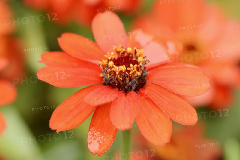 Zinnia (Zinnia elegans, Zinnia violacea), flower, ornamental plant, North Rhine-Westphalia, Germany, Europe