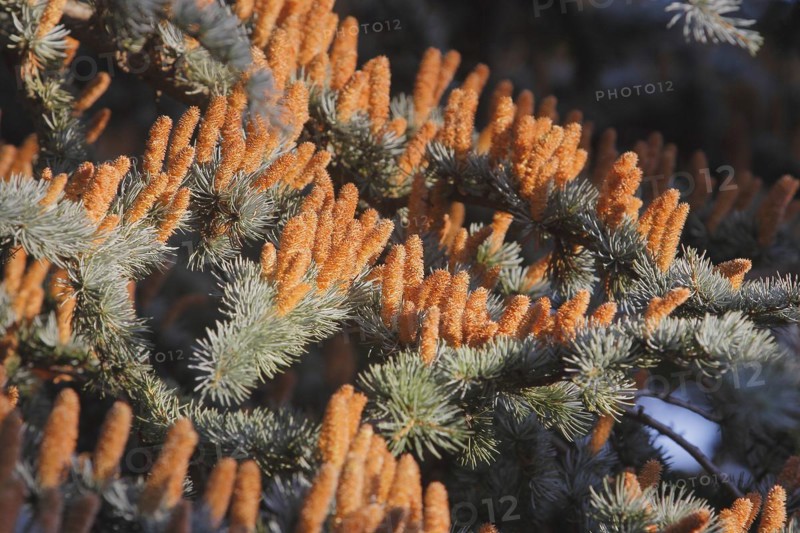 Cedar (Cedrus), North Rhine-Westphalia, Germany, Europe