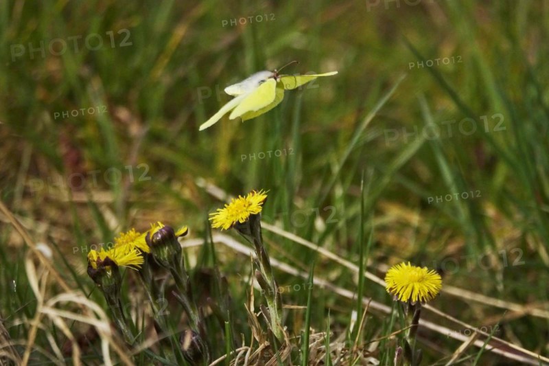 Lemon butterfly on coltsfoot, March, Germany, Europe