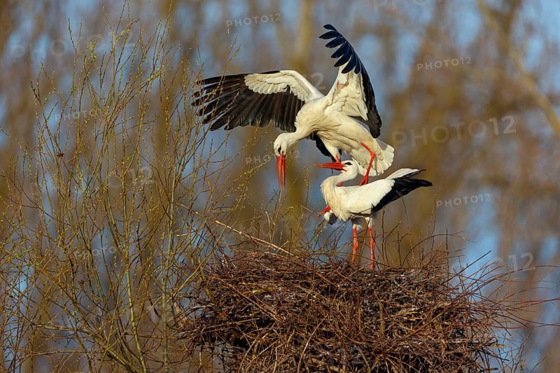 White stork (Ciconia ciconia), stork marriage, mating, copula, Altlu?heim, Germany, Europe