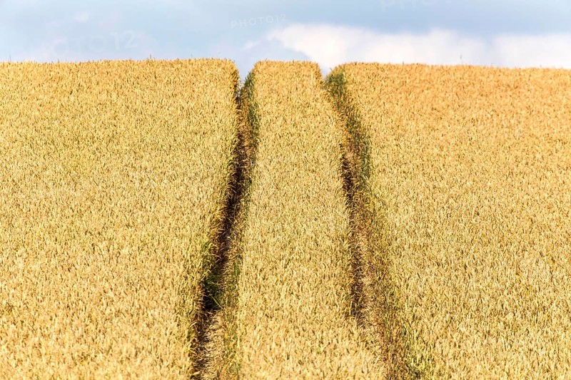 Tracks of a tractor in a cornfield, Grimma, 18/07/2013, Grimma, Germany, Europe
