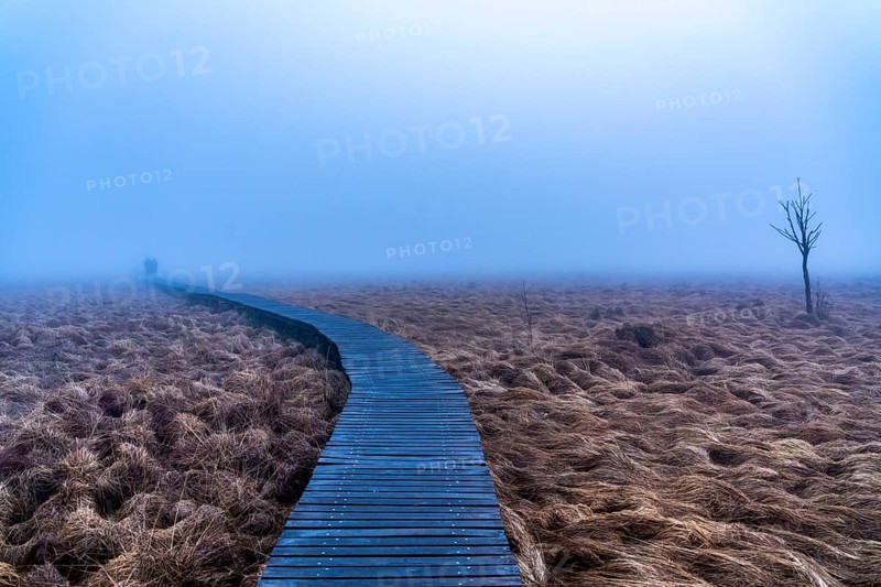 The High Fens nature park Park, in the German-Belgian border region near Eupen, winter, fog, wooden plank paths north-east of the Baraque Michel, Eupen, Belgium, Europe