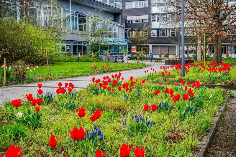 District Schauburg Spring with tulips Stadthagen Germany