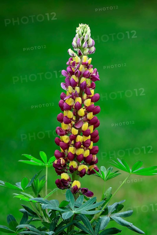 Large-leaved lupin (Lupinus polyphyllus), perennial lupin, flowering, Elllerstadt, Germany, Europe