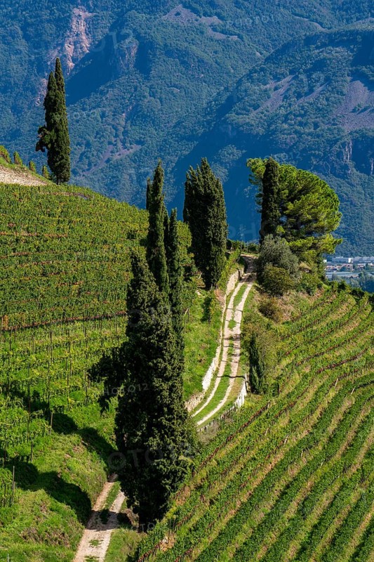 Landscape in the Adige Valley, in South Tyrol, above the village of Tramin, vineyards dominate the mountain slopes, home of the Gewürztraminer grape, Italy, Europe