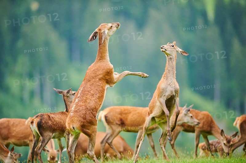 Red deer (Cervus elaphus) hinds arguing with each other on their back feet on a meadow in the mountains in tirol, Kitzbühel, Wildpark Aurach, Austria, Europe