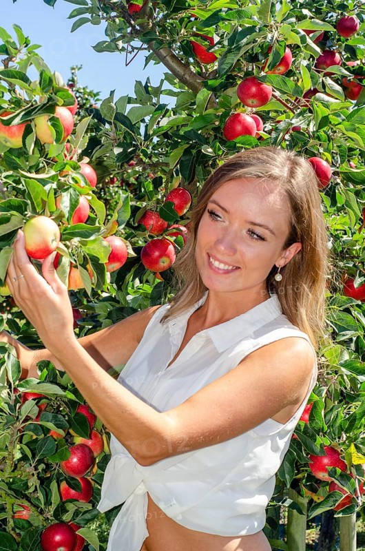 Young attractive blonde smiling woman picking apple in Scania fruit district, Kivik, Österlen, Scania, Sweden, Scandinavia, Europe