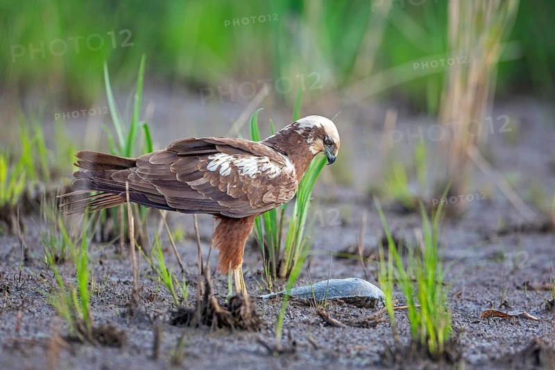 Western marsh-harrier (Circus aeruginosus) Hunting, bird of prey in search of food, with dead fish as prey, floodplain landscape, floodplain meadows, female, UNESCO Biosphere Reserve, Elbe River Landscape, Saxony-Anhalt, Germany, Europe