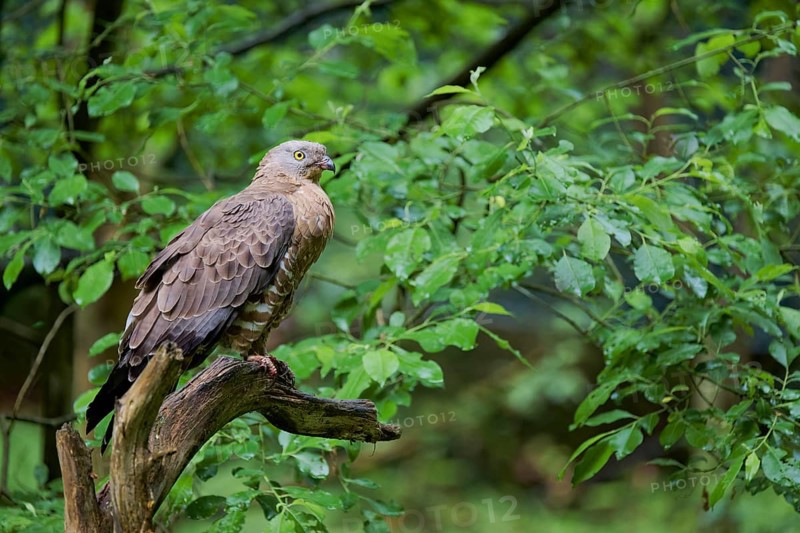 European honey buzzard (Pernis apivorus), Bavaria, Germany, Europe