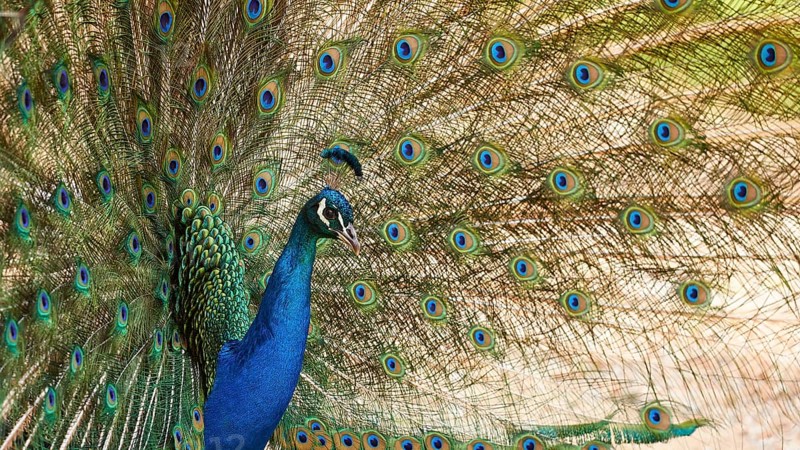 A peafowl (pavo) displays its magnificent colourful feathers in a natural forest setting, Filerimos, hill not far from Rhodes Town, Ancient State of Ialyssos, Rhodes, Dodecanese, Greek Islands, Greece, Europe