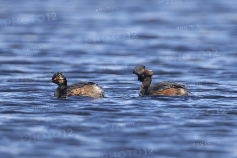 Black necked grebe (Podiceps nigricollis) two adult birds in breeding plumage on a lake, Yorkshire, England, United Kingdom, Europe