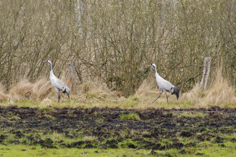 Two cranes (Grus grus) inTeufelsbruch, Waren, Müritz, Heilbad, Müritz National Park, Mecklenburg Lake District, Mecklenburg, Mecklenburg-Western Pomerania, Germany, Europe