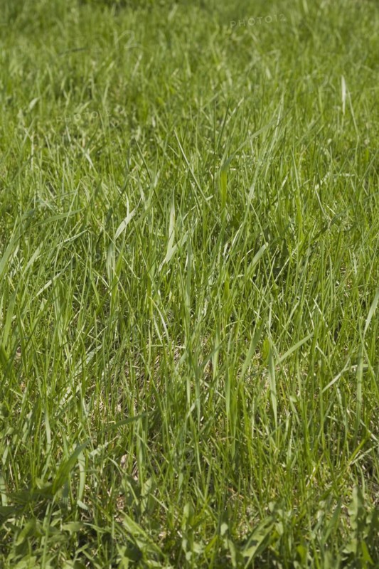 Close-up of neglected and in need of mowing Poa pratensis Kentucky bluegrass lawn in spring, Quebec, Canada, North America