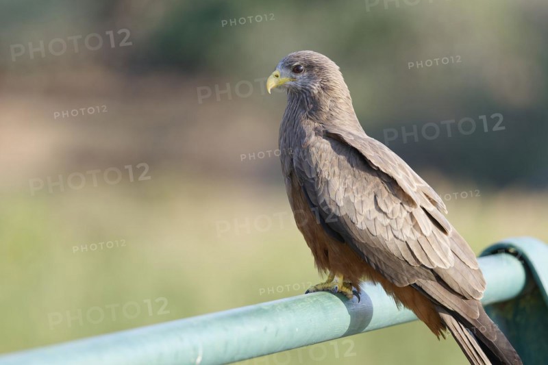 Yellow-billed kite (Milvus aegyptius, adult bird looking into the distance, sitting on the guardrail of the bridge, overlooking the Olifants River, Kruger National Park, South Africa, Africa