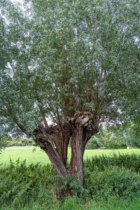 Duisburg Friemershein, floodplain along the Rhine, nature reserve Rheinaue Friemersheim, pollarded willow avenue, North Rhine-Westphalia, Germany, Europe