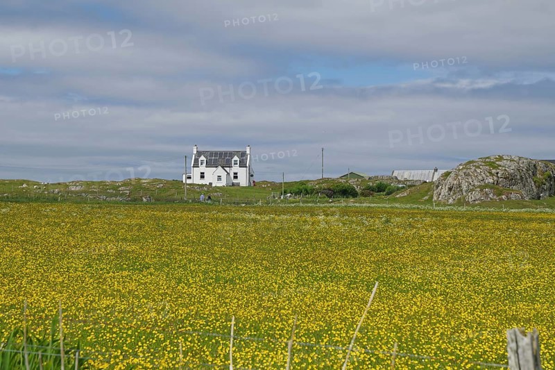 Lonely white house stands in the middle of a yellow flower meadow under a cloudy sky, Iona, Inner Hebrides, Scotland, United Kingdom, Europe