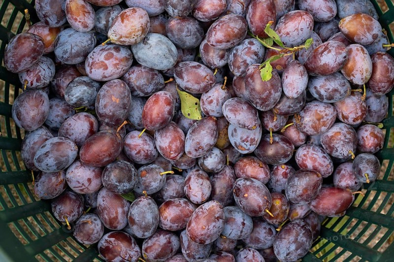 Fresh plums (Prunus domestica) in a basket, Bavaria, Germany, Europe