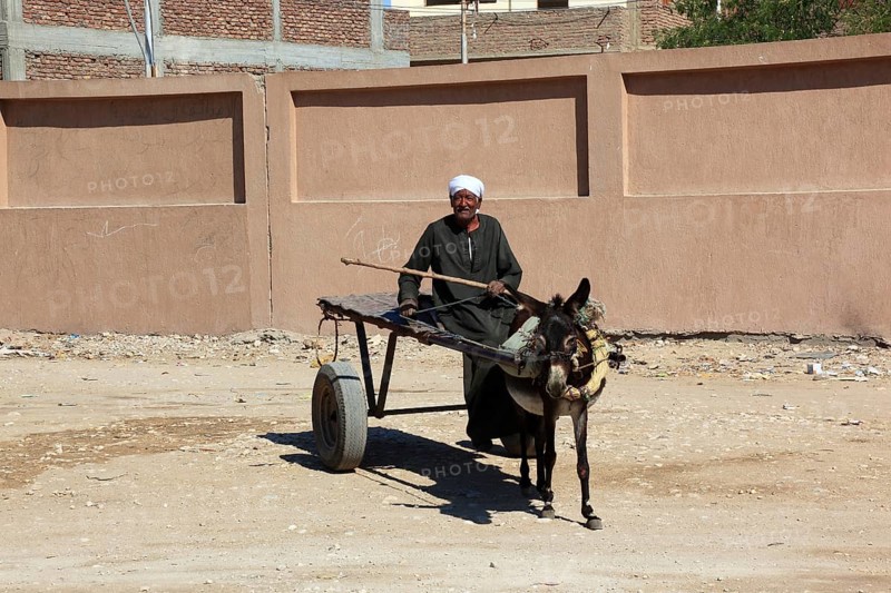 Man with donkey cart, donkey team in Luxor, West-Luxor, Africa, Egypt, Africa