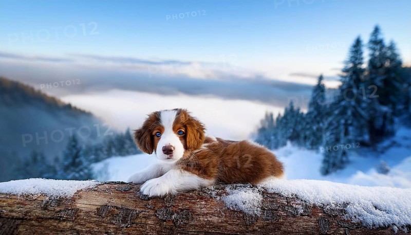 KI generated, dog, dogs, puppy, one, two, three, play, snow, winter, autumn leaves, blue sky, Kromfohrländer, Fox Terrier, (Canis lupus familiaris), German dog breed, rough coat, smooth coat, studio, AI generated