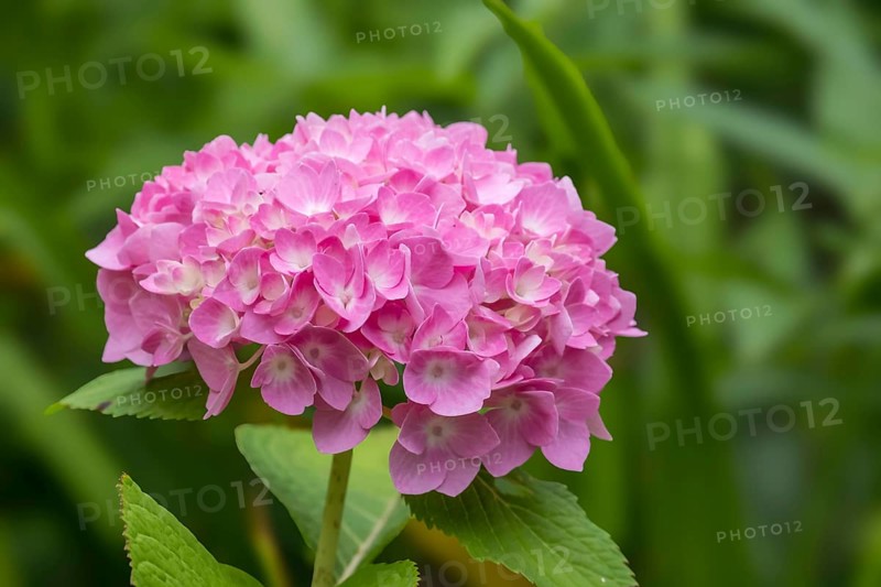 Hydrangea, Hydrangea, North Rhine-Westphalia, Germany, Europe