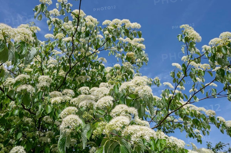 Flowering Giant dogwood, Bavaria, Germany, Europe