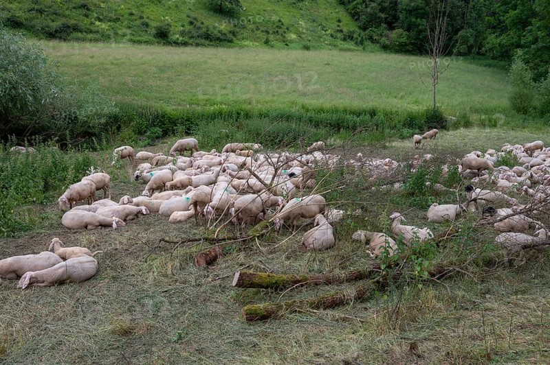 Resting, freshly shorn sheep in a nature reserve in Franconian Switzerland, Bavaria, Germany, Europe