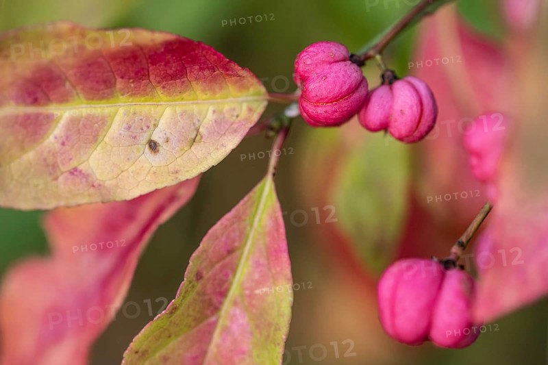 European spindle bush (Euonymus europaeus), Emsland, Lower Saxony, Germany, Europe
