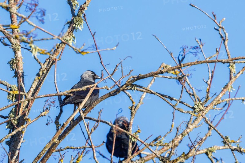 Western jackdaw (Coloeus monedula) sitting on branch in a treetop in the sunshine with a clear blue sky