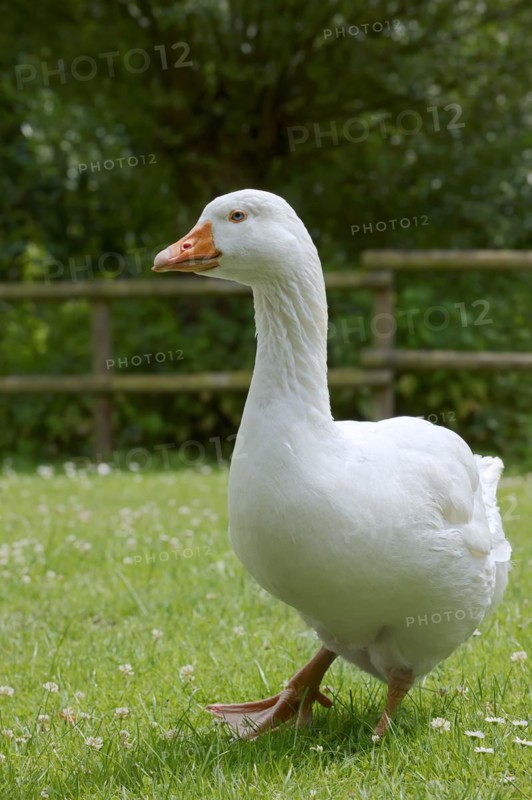Emden goose or Emden goose (Anser anser forma domestica), free-range domestic goose, North Rhine-Westphalia, Germany, Europe