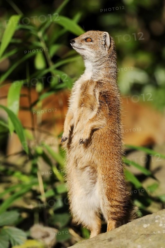 Yellow mongoose (Cynictis penicillata), captive, occurrence in Africa