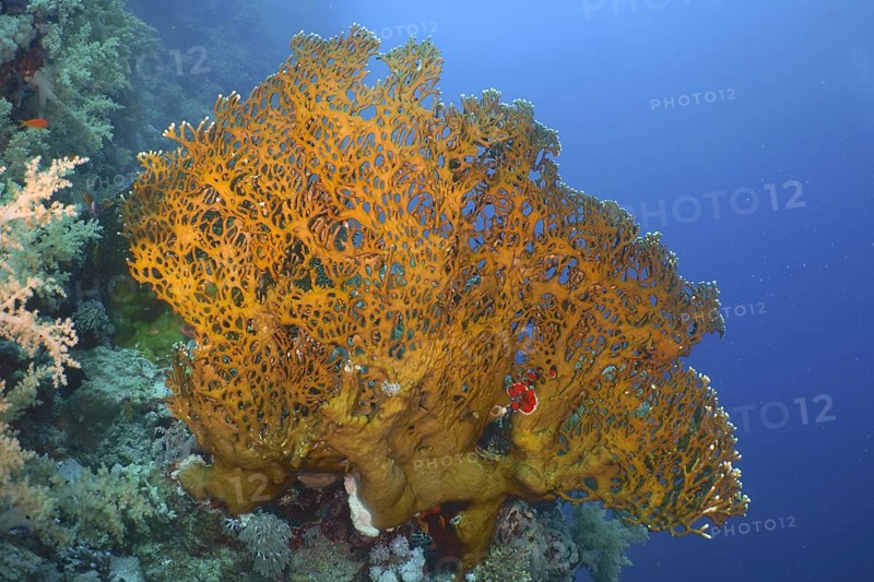 Net fire coral (Millepora dichotoma), net fire coral, dive site Shaab Marsa Alam, Red Sea, Egypt, Africa