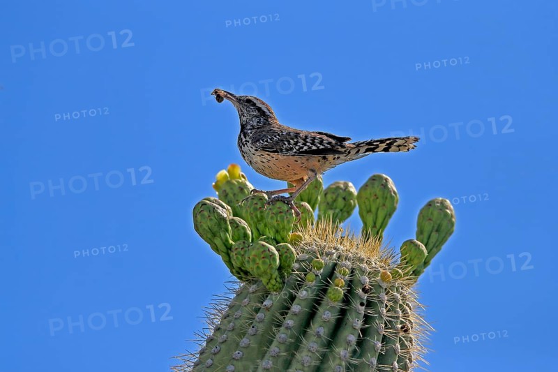 Cactus wren (Campylorhynchus brunneicapillus), adult, on saguaro cactus, feeding, with prey, Sonoran Desert, Arizona, North America, USA, North America