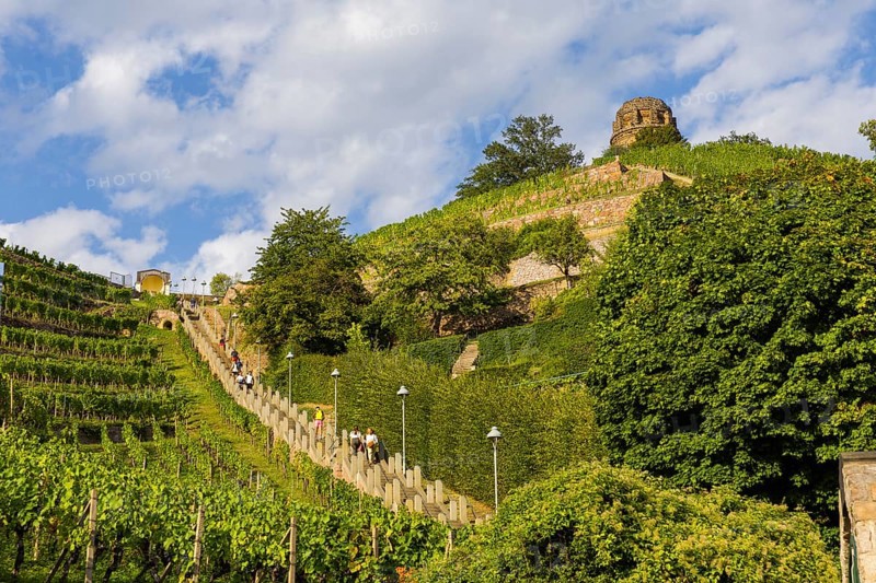 The Spitzhaus staircase is located in the Saxon town of Radebeul. It connects the Hoflößnitz vineyard with the Spitzhaus and the Bismarck Tower. The staircase, including the shell pavilion at the top, is a heritage-protected building, Radebeul Weinhänge, Radebeul, Saxony, Germany, Europe