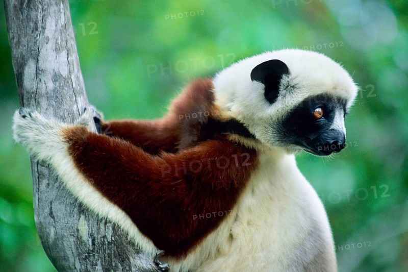 Crown sifaka, Madagascar, Coquerels crown sifaka, Prophitecus verreauxi coquereli, Madagascar, Madagascar, Africa