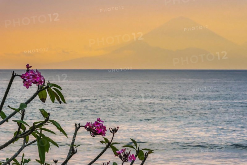 Frangipani (Plumeria) with view from Lombok to Bali, plant, shrub, flora, garden, botany, botanical, blossom, flowering, garden plant, exotic, tropical, tropical plant, flower, wellness, symbol, relaxation, paradisiacal, jasmine, spa, holiday, travel, long-distance travel, tourism, volcano, silhouette, evening mood, evening sky, orange, romantic, holiday feeling, holiday mood, dream holiday, meditation, yoga, calm, emotion, feeling, beautiful, idyllic, sea, ocean, sunset, island, Indonesia, Asia