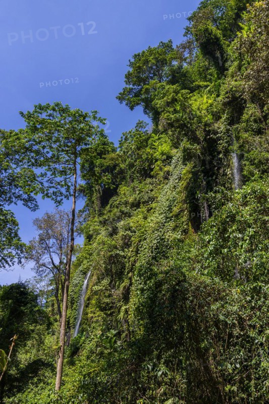 Rainforest, nature, landscape, clean, environment, rainforest, jungle, green, ecological, long-distance, exotic, flora, botany, jungle, forest, peace, relaxation, wellness, idyllic landscape, beautiful, beauty, paradise, paradisiacal, hiking, hike, trekking, tropical forest, rainy season, travel, tourism, tree, tropical tree, tropical wood, forest, deforestation, deforestation, climate, climate change, endangered, threatened, tropical, tropics, Asian, natural landscape, untouched, holiday, pristine, Lombok, Indonesia, Asia