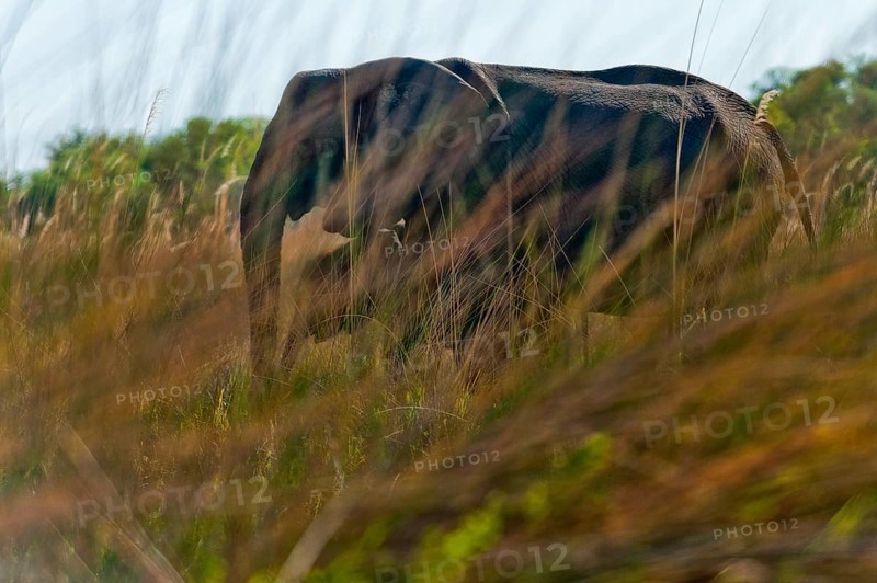 Elephant (Loxodonta africana), mother elephant with child photographed through reeds on the bank, wild, wilderness, safari, Moremi National Park, Botswana, Africa