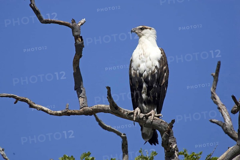 Lesser spotted eagle, (Haliaetus vocifer) Lesser spotted eagle uncoloured, on perch, Caprivi, Namibia, Africa, Africa