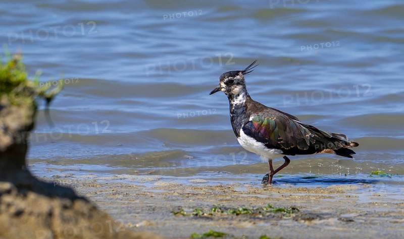 Northern lapwing (Vanellus vanellus) female foraging along muddy shore of pond in salt marsh, saltmarsh in summer