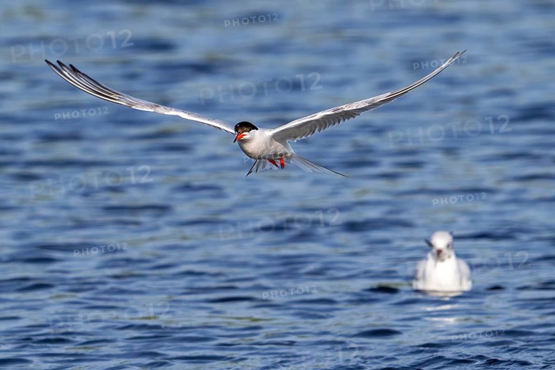 Common tern (Sterna hirundo) adult in breeding plumage in flight, fishing along the North Sea coast in summer