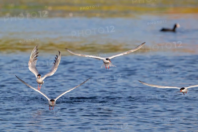 Four common terns (Sterna hirundo) in breeding plumage in flight, fishing in lake in summer
