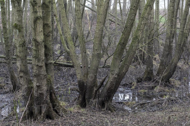 Alder quarry forest (Alnus glutinosa), Emsland, Lower Saxony, Germany, Europe