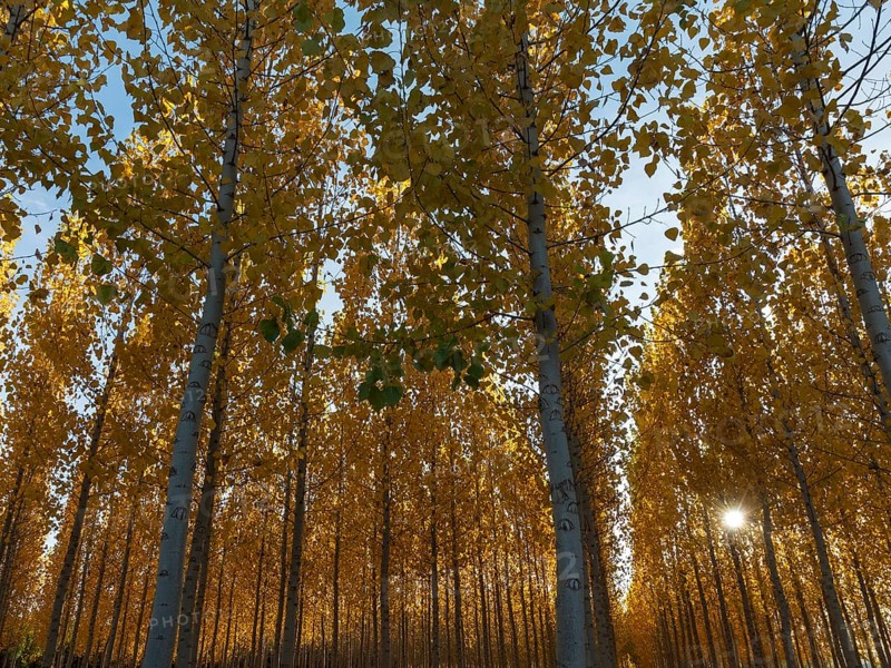 The setting sun shining through a forest of European Aspen (Populus tremula) in autumnal colours. Cultivated for timber. Drone shot. Granada province, Andalusia, Spain, Europe