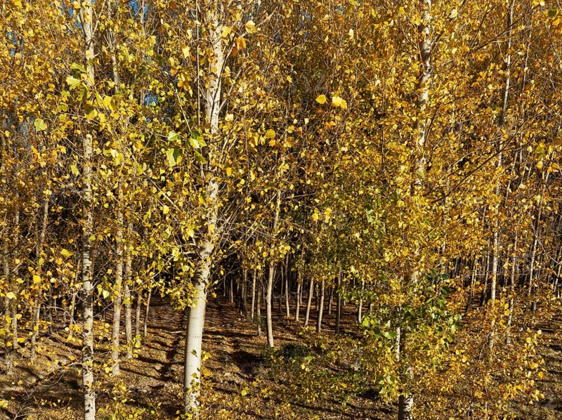 European Aspen (Populus tremula) in autumnal colours. Cultivated for timber. Drone shot. Granada province, Andalusia, Spain, Europe